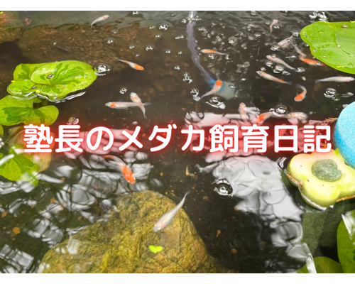 塾長のメダカ飼育日記