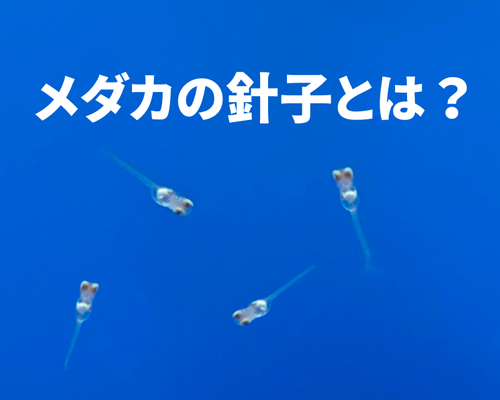 メダカの針子とは？