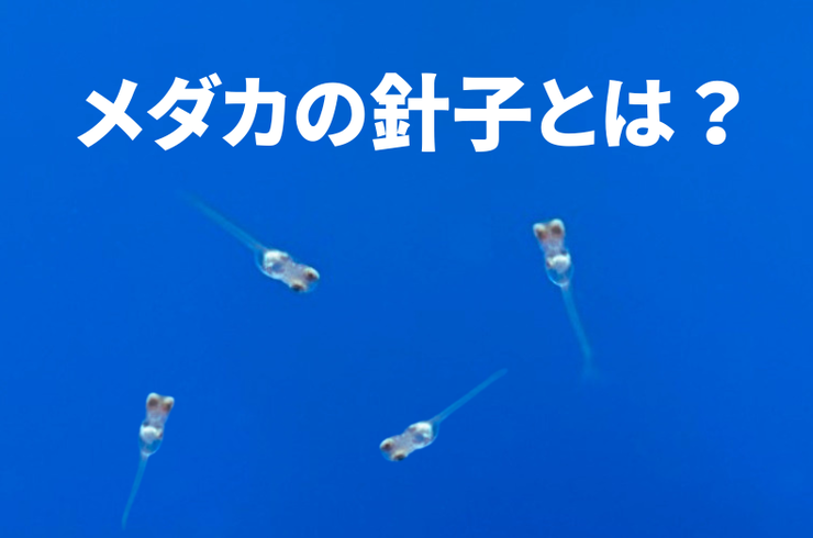 メダカの針子とは？