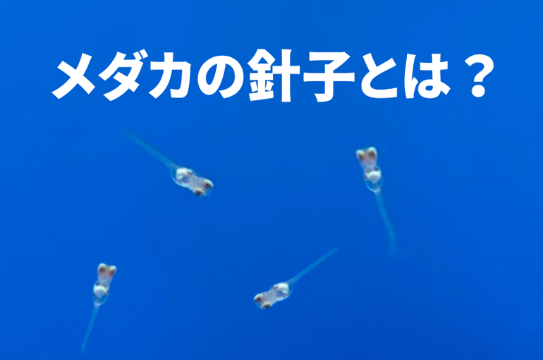 メダカの針子とは？